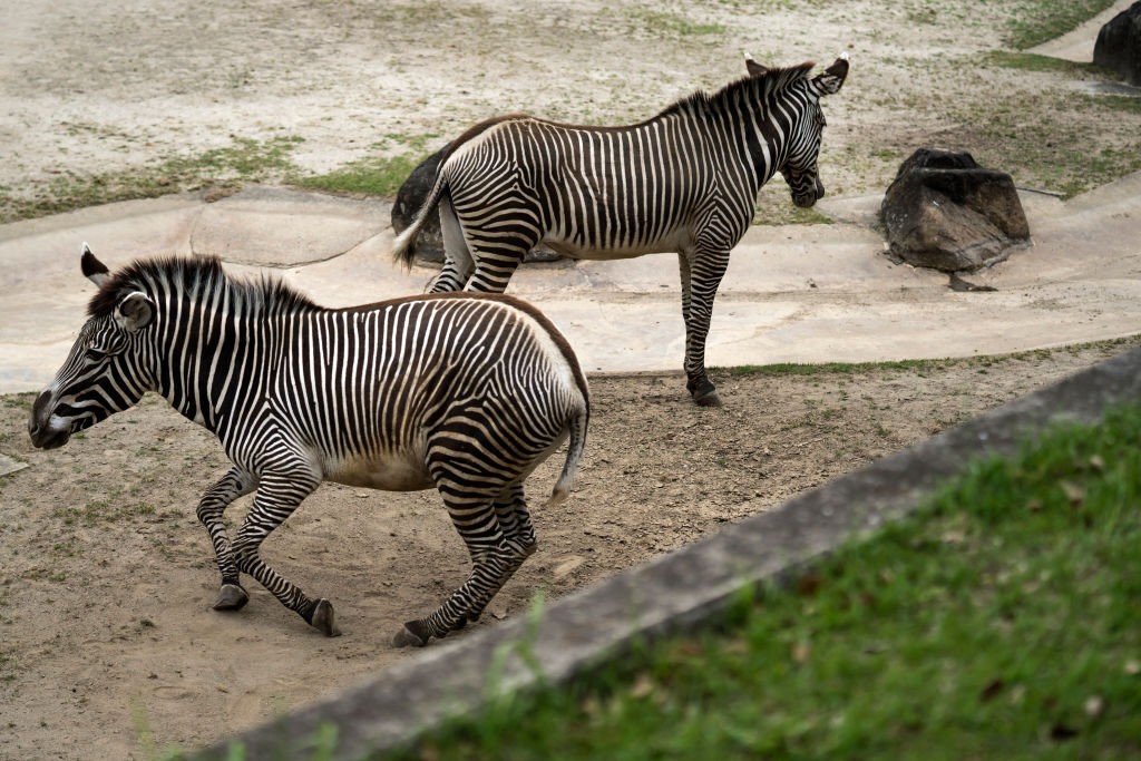 Zebre